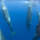 Illustration for article titled This is how sperm whales sleep. Yes, really.